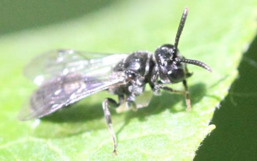 Psenulus sp.